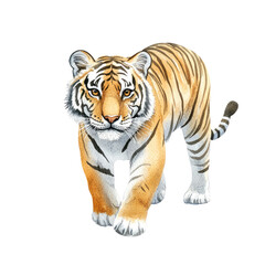 Fototapeta premium Realistic full-body illustration of a majestic tiger in a dynamic pose, showcasing its striking features and natural beauty