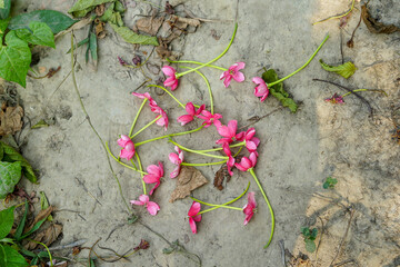 Rangoon creeper flowers fall down in the ground 