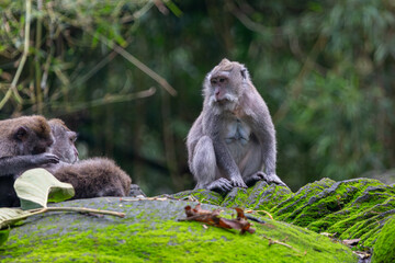 Balinese long tailed monkey or Macaca Fascicularis can be seen sitting on a rock looking into the forest