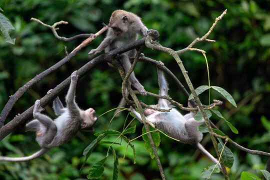 Group of young monkeys playing, Balinese long tailed monkey or Macaca Fascicularis can be seen on a tree branch playing  - Powered by Adobe