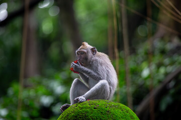 Monkey with a rose, a Balinese long tailed monkey or Macaca Fascicularis can be seen sitting on a moss covered rock eating a rose bud in the middle of monkey forest