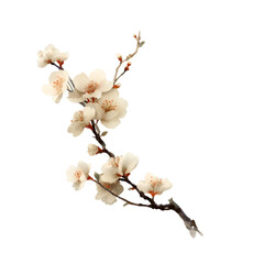 Traditional ink painting style sakura tree branches, Beautiful white cherry blossom, spring flowers.	