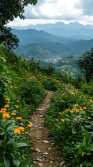Wildflowers blooming along a mountain trail in Xieng Khouang