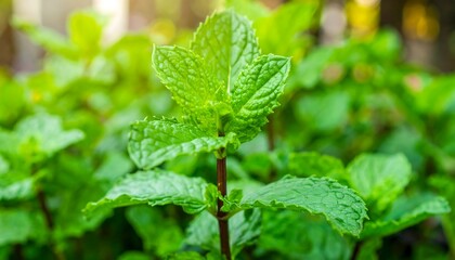 Lush mint leaves, close-up, garden setting, vibrant green background,leaf, growth, herb, nature, background, plant, australia, cool, droplet, greenery, horizontal, lush, 