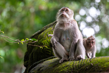 Obraz premium A mother and baby monkey, Balinese long tailed monkey or Macaca Fascicularis can be seen sitting on a concrete wall with the mother looking into the trees