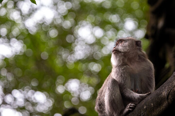 Balinese long tailed monkey or Macaca Fascicularis can be seen sitting on a concrete wall looking into the forest