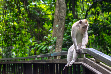 Balinese long tailed monkey or Macaca Fascicularis can be seen sitting on the railings of a bridge looking down at the river