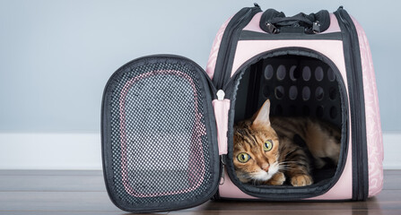 Bengal cat in a carrier in a room.