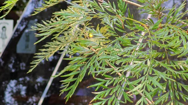 Close up of leaves of southern silky oak (Grevillea robusta).
