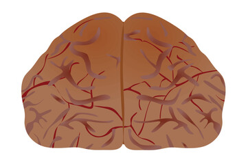 Human brain front. vector illustration