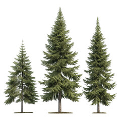 tree isolated on white