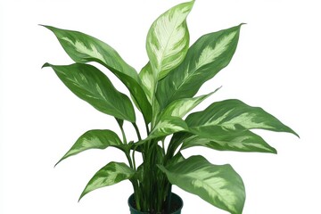 Fototapeta premium Elegant dieffenbachia plant in a green pot with vibrant leaves against a pristine white background showcasing indoor nature and botanical freshness