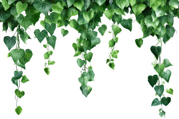 Lush Green Ivy Vines Hanging Elegantly Against a Dark Background, Perfect for Home Decor and Natural Aesthetics on transparent background