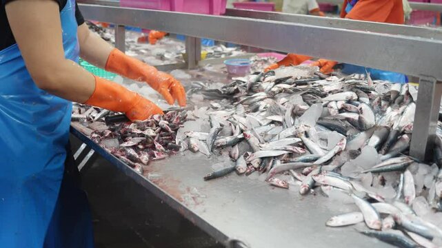 A worker cutting fish for canning in a food processing factory. Clean, industrial environment with food preparation tools and equipment