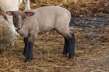 Schafe im Münsterland