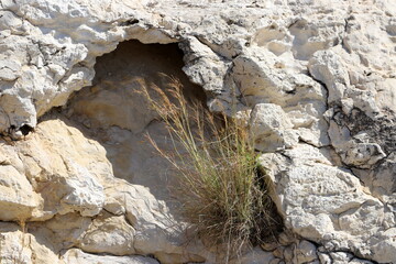 Green plants and flowers grow on stones and rocks.