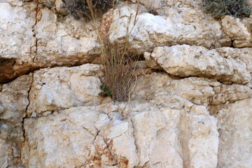 Green plants and flowers grow on stones and rocks.