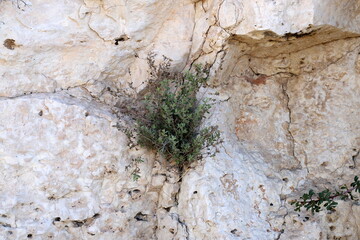 Green plants and flowers grow on stones and rocks.