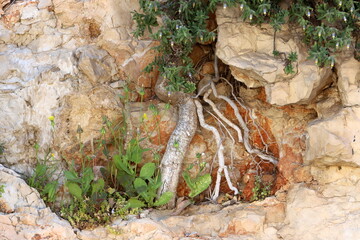 Green plants and flowers grow on stones and rocks.