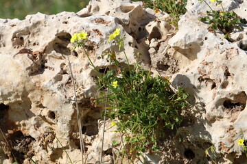 Green plants and flowers grow on stones and rocks.