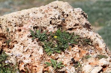 Green plants and flowers grow on stones and rocks.