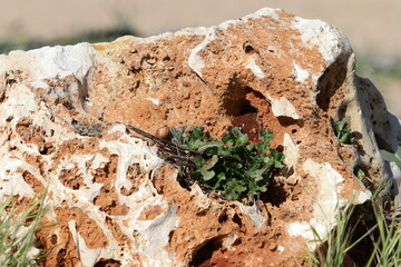 Green plants and flowers grow on stones and rocks.