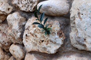Green plants and flowers grow on stones and rocks.