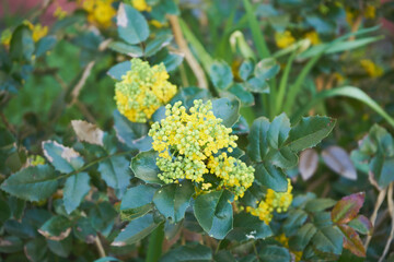 Mahonia pospolita, mahonia ostrolistna, ościał pospolity ,Mahonia aquifolium (Pursh) Nutt.