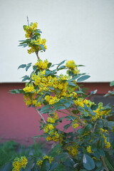Mahonia pospolita, mahonia ostrolistna, ościał pospolity ,Mahonia aquifolium (Pursh) Nutt.