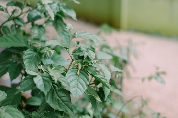 Lush greenery in garden foliage, natural beauty and tranquil setting