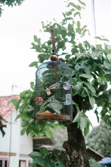 Birdcage hung on a tree branch in a garden setting scenery