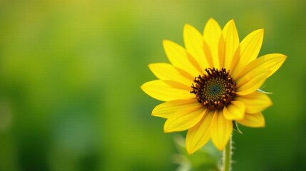 Obraz premium A Vibrant Yellow Wildflower Blossoms in a Lush Green Meadow, Basking in the Warm Sunlight of a Summer Day