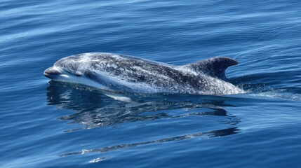 Fototapeta premium Spotted Dolphin Swimming in Blue Ocean Water