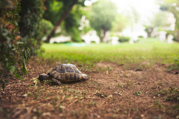 Close up of a big turtle crawling on the ground among the tropical greenery. Animal in nature concept. Vacation and summertime concept