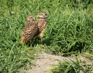 Burrowing Owl with chick, Cape Coral, Florida