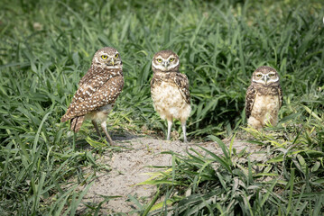 Burrowing Owl with chicks, Cape Coral, Florida.