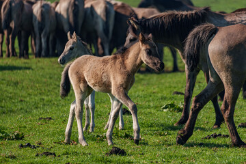 Wildpferde