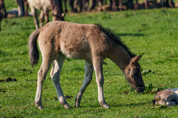 Wildpferde