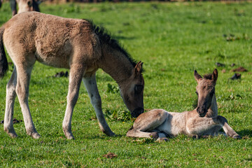 Wildpferde