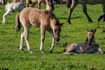 Fr&uuml;hling bei den Wildpferden
