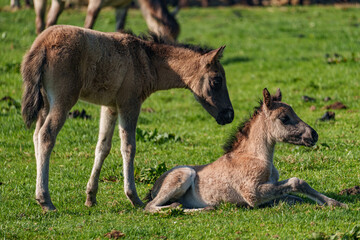Frühling bei den Wildpferden
