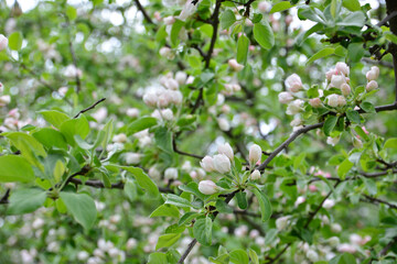 Close-up of apple blossoms in full bloom, capturing the essence of spring