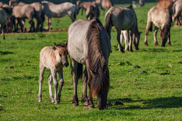 Frühling bei den Wildpferden