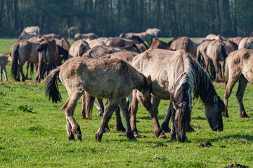 Fototapeta premium Frühling bei den Wildpferden