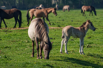 Frühling bei den Wildpferden