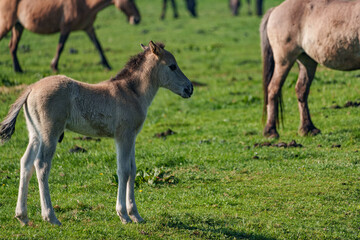 Obraz premium Frühling bei den Wildpferden
