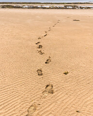 Footprints Leading Across Sandy Beach