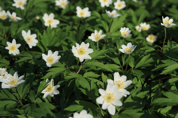 Blooming white wildflowers in the undergrowth, springtime nature background