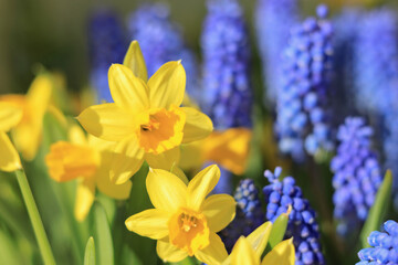 Yellow daffodils and blue grape hyacinths blooming in vibrant spring sunlight