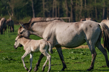 Frühling bei den Wildpferden